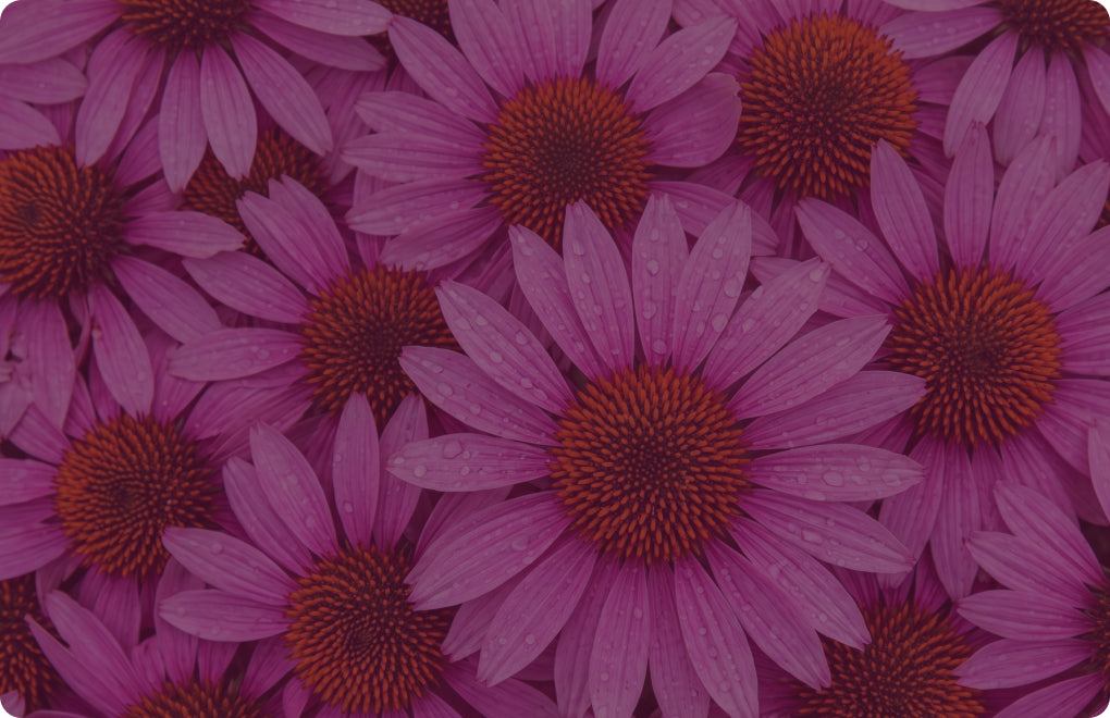 Extrakt z Echinacea purpurea